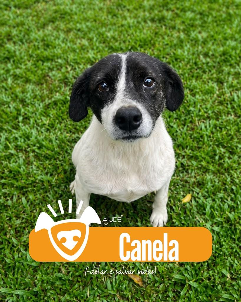 Canela, cadela de porte médio para adoção em Curitiba - PR