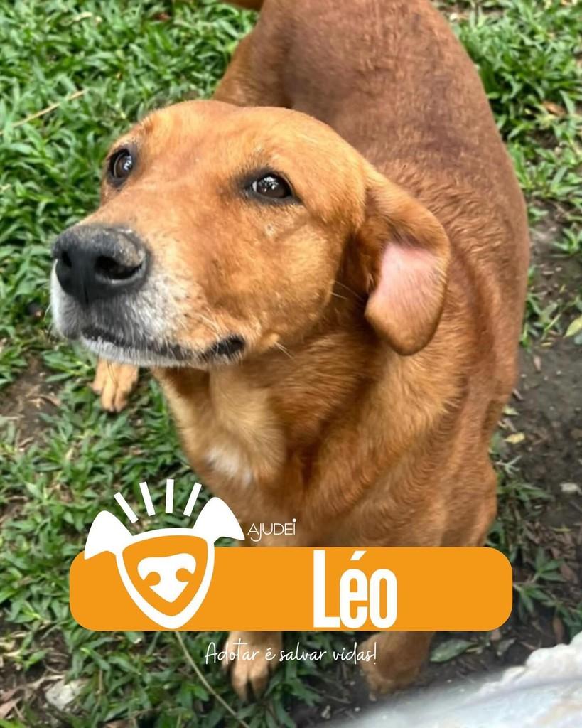 Léo, cachorro de porte médio para adoção em Curitiba - PR