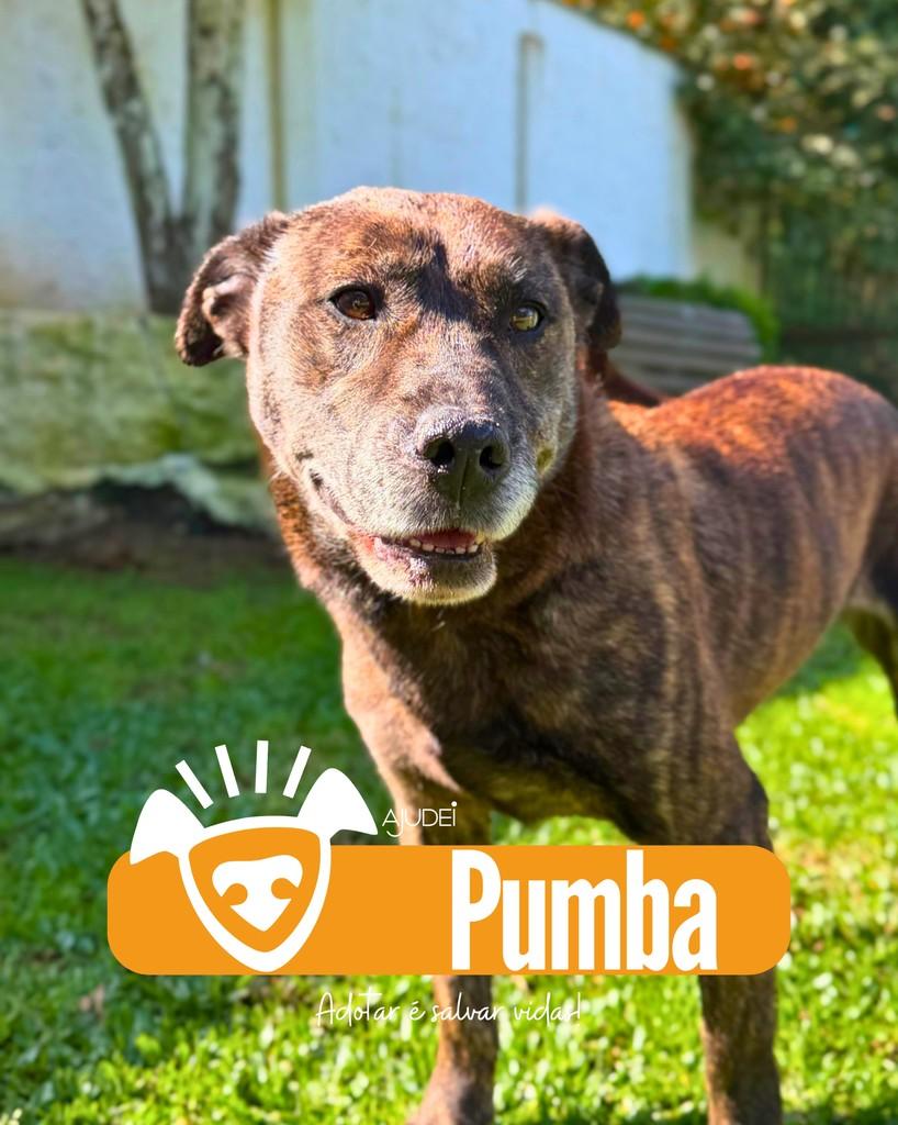 Pumba, cachorro de porte médio para adoção em Curitiba - PR