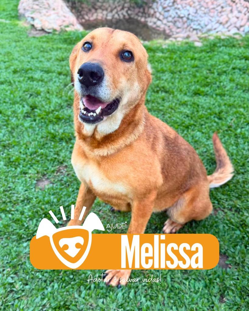 Melissa, cadela de porte médio para adoção em Curitiba - PR