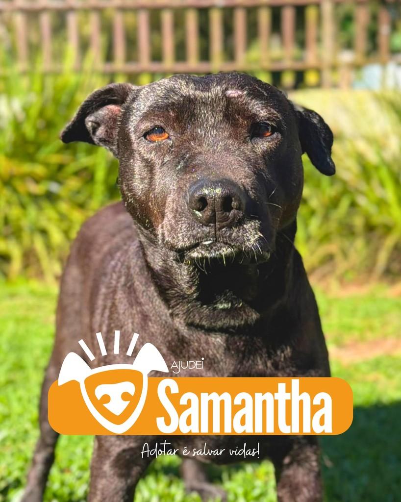 Samantha, cadela de porte médio para adoção em Curitiba - PR