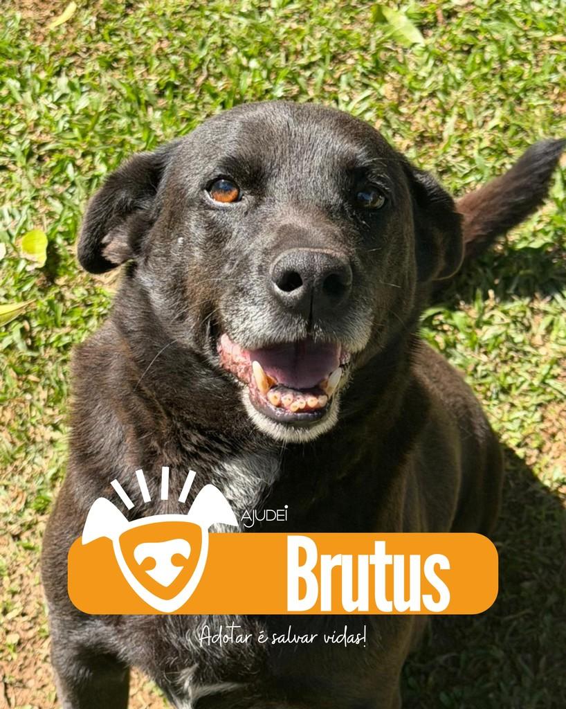 Brutus, cachorro de porte médio para adoção em Curitiba - PR