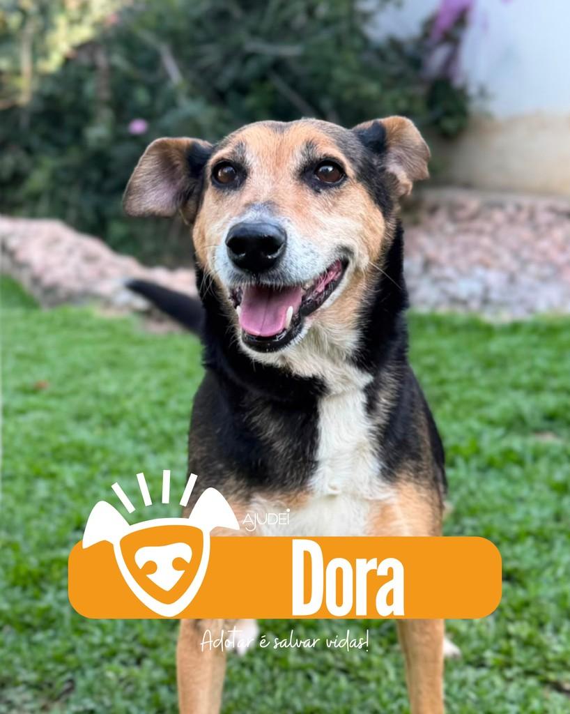 Dora, cadela de porte médio para adoção em Curitiba - PR