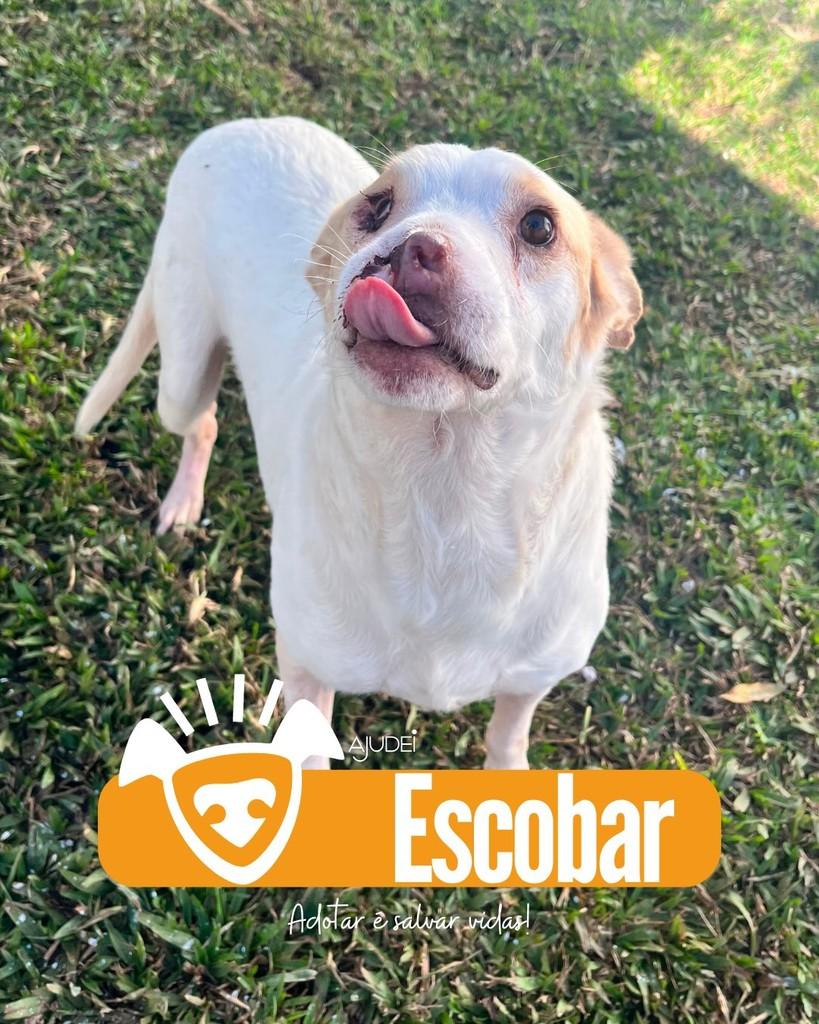 Escobar, cachorro de porte médio para adoção em Curitiba - PR