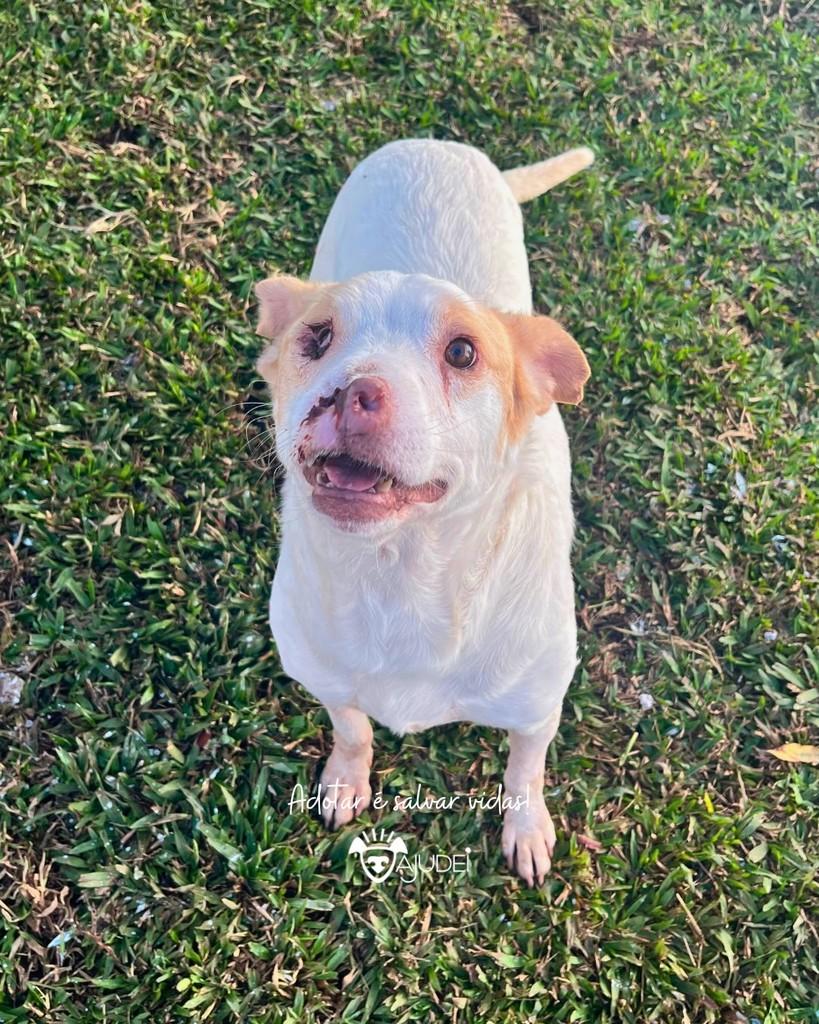 Escobar, cachorro de porte médio para adoção em Curitiba - PR — foto 2 de 4