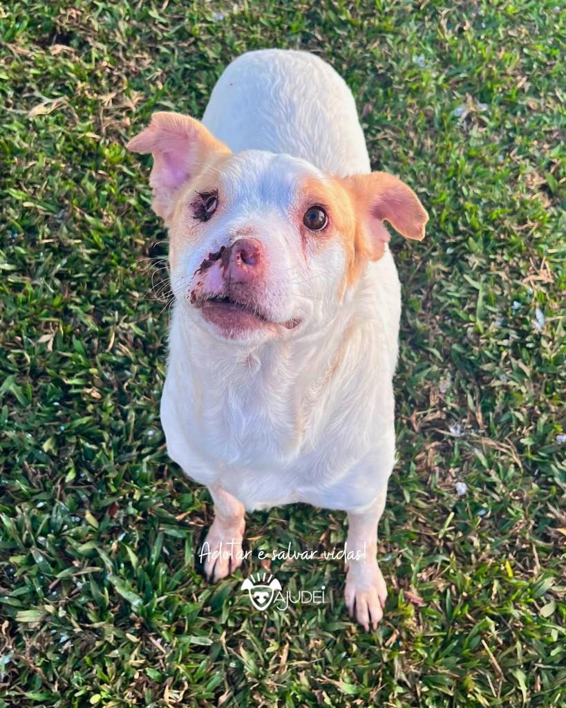 Escobar, cachorro de porte médio para adoção em Curitiba - PR — foto 3 de 4