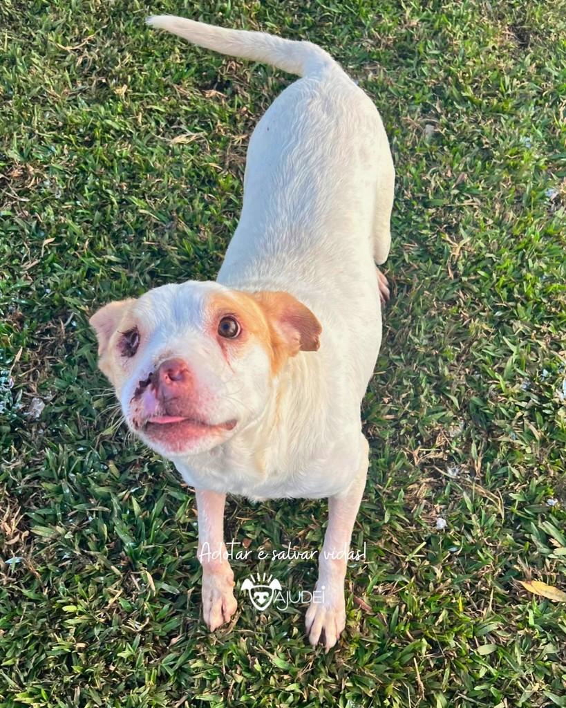 Escobar, cachorro de porte médio para adoção em Curitiba - PR — foto 4 de 4
