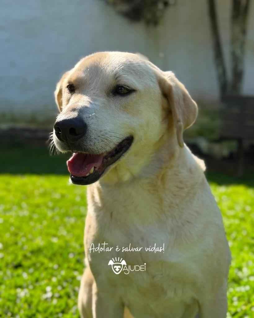 Nicolau, cachorro de porte médio para adoção em Curitiba - PR