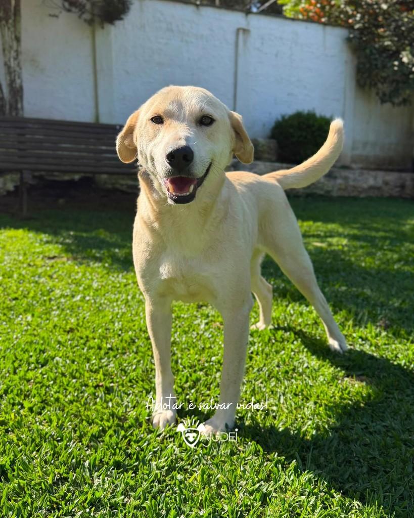 Nicolau, cachorro de porte médio para adoção em Curitiba - PR — foto 2 de 5