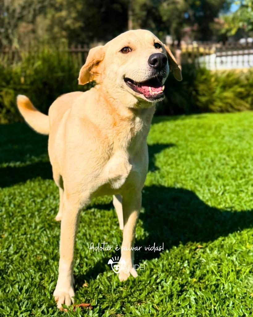 Nicolau, cachorro de porte médio para adoção em Curitiba - PR — foto 3 de 5
