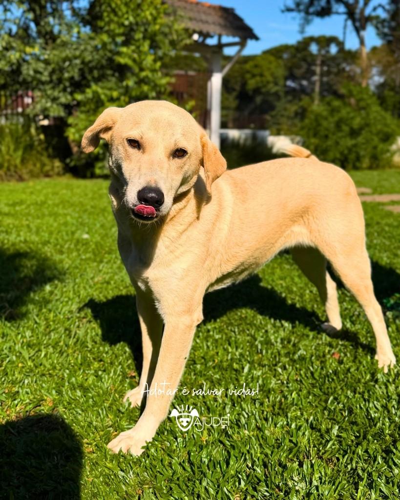 Nicolau, cachorro de porte médio para adoção em Curitiba - PR — foto 4 de 5