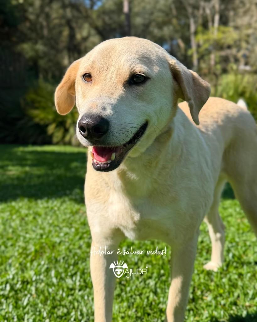 Nicolau, cachorro de porte médio para adoção em Curitiba - PR — foto 5 de 5