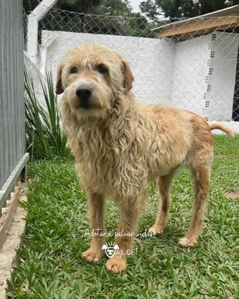 Ximbinha, cachorro de porte médio para adoção em Curitiba - PR