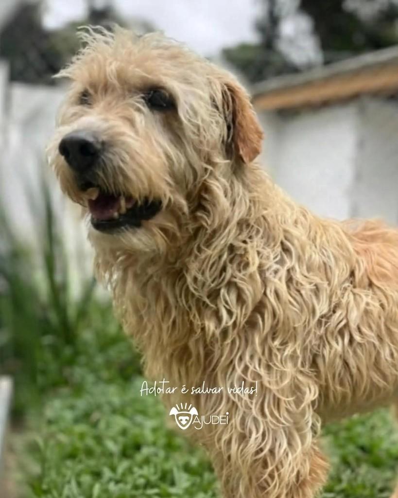 Ximbinha, cachorro de porte médio para adoção em Curitiba - PR — foto 2 de 3