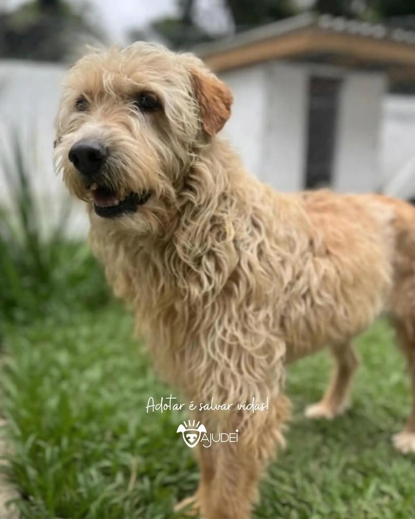 Ximbinha, cachorro de porte médio para adoção em Curitiba - PR — foto 3 de 3