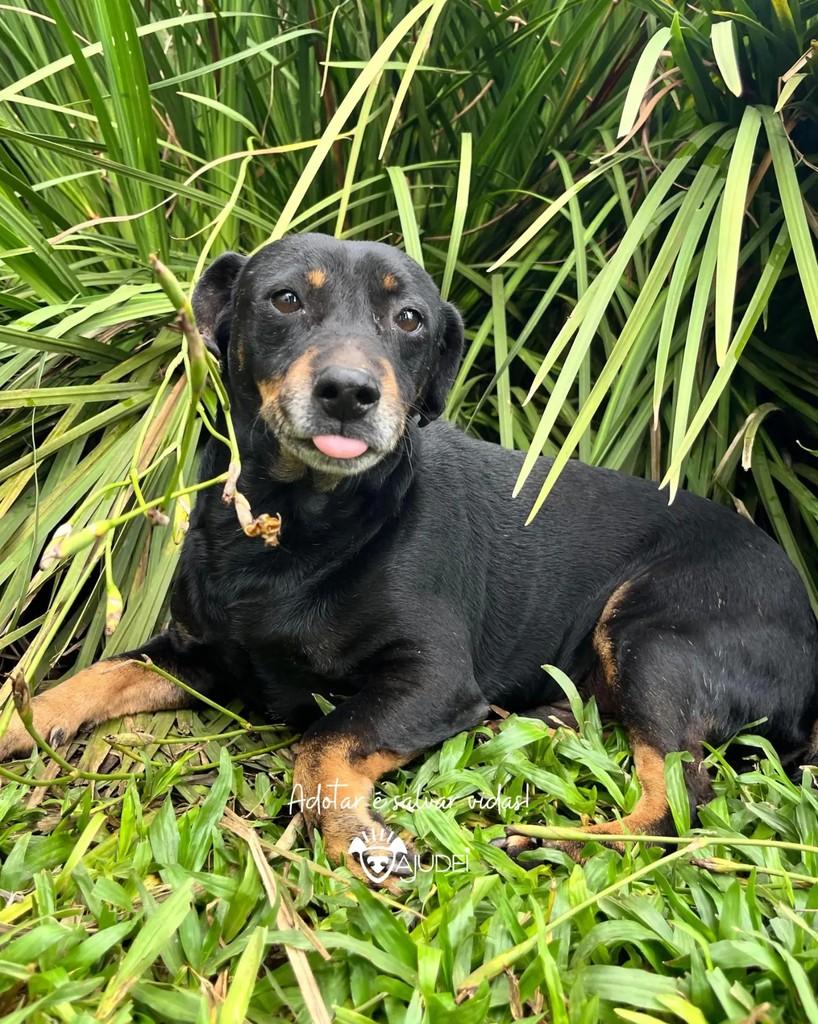 Wagner, cachorro de porte pequeno para adoção em Curitiba - PR