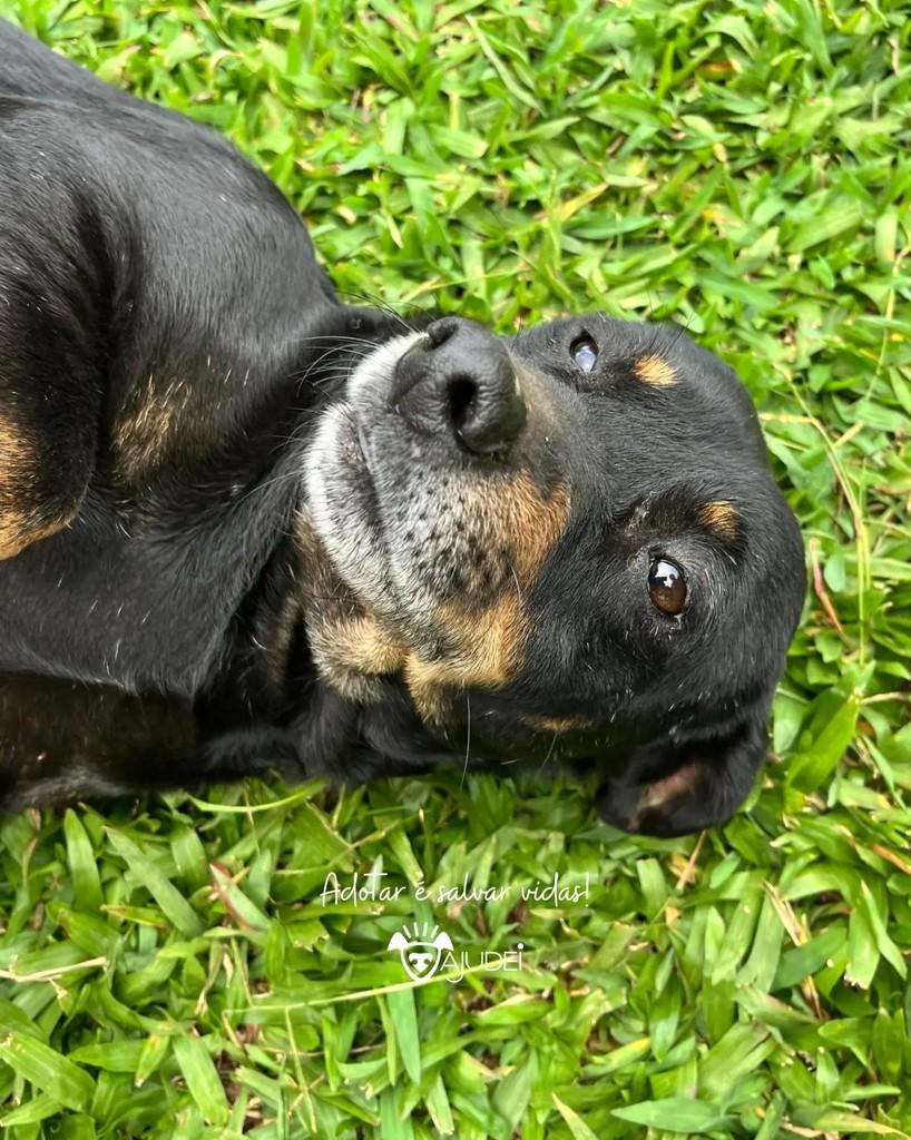 Wagner, cachorro de porte pequeno para adoção em Curitiba - PR — foto 2 de 9