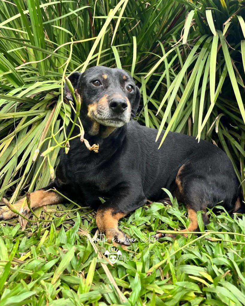 Wagner, cachorro de porte pequeno para adoção em Curitiba - PR — foto 3 de 9