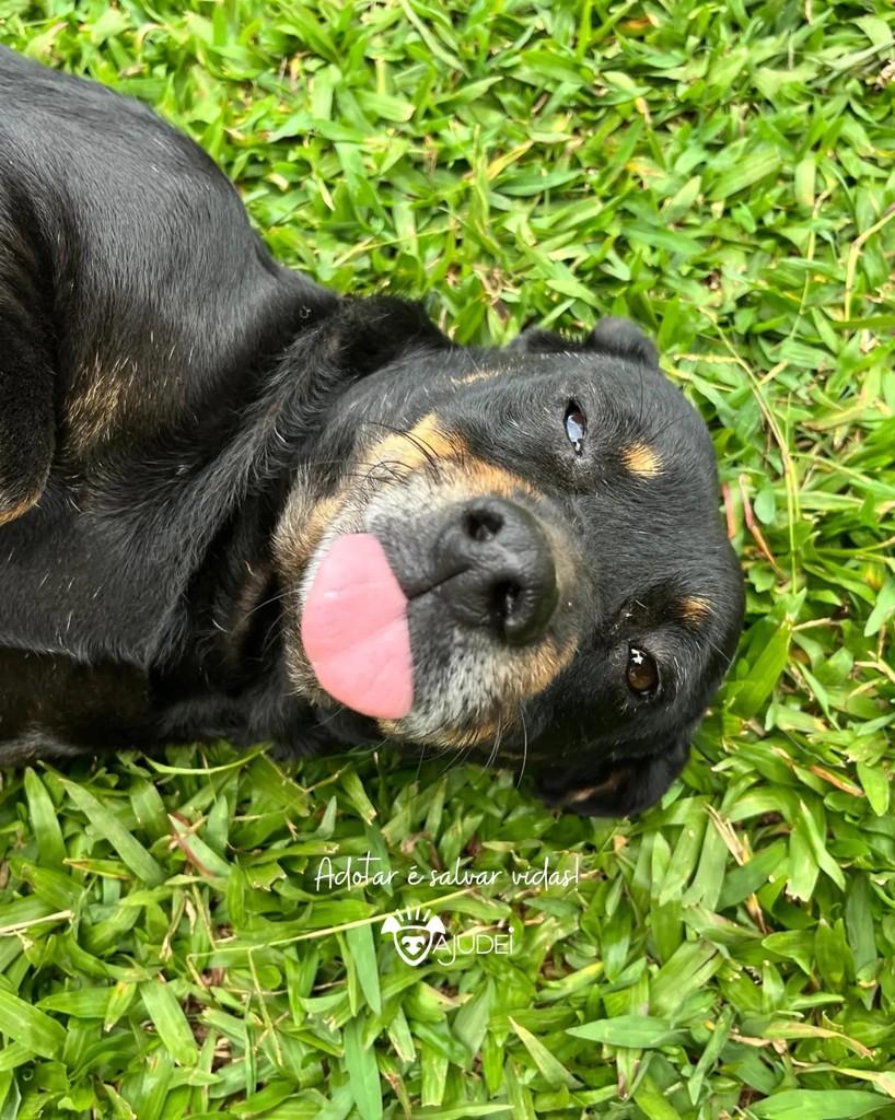 Wagner, cachorro de porte pequeno para adoção em Curitiba - PR — foto 4 de 9