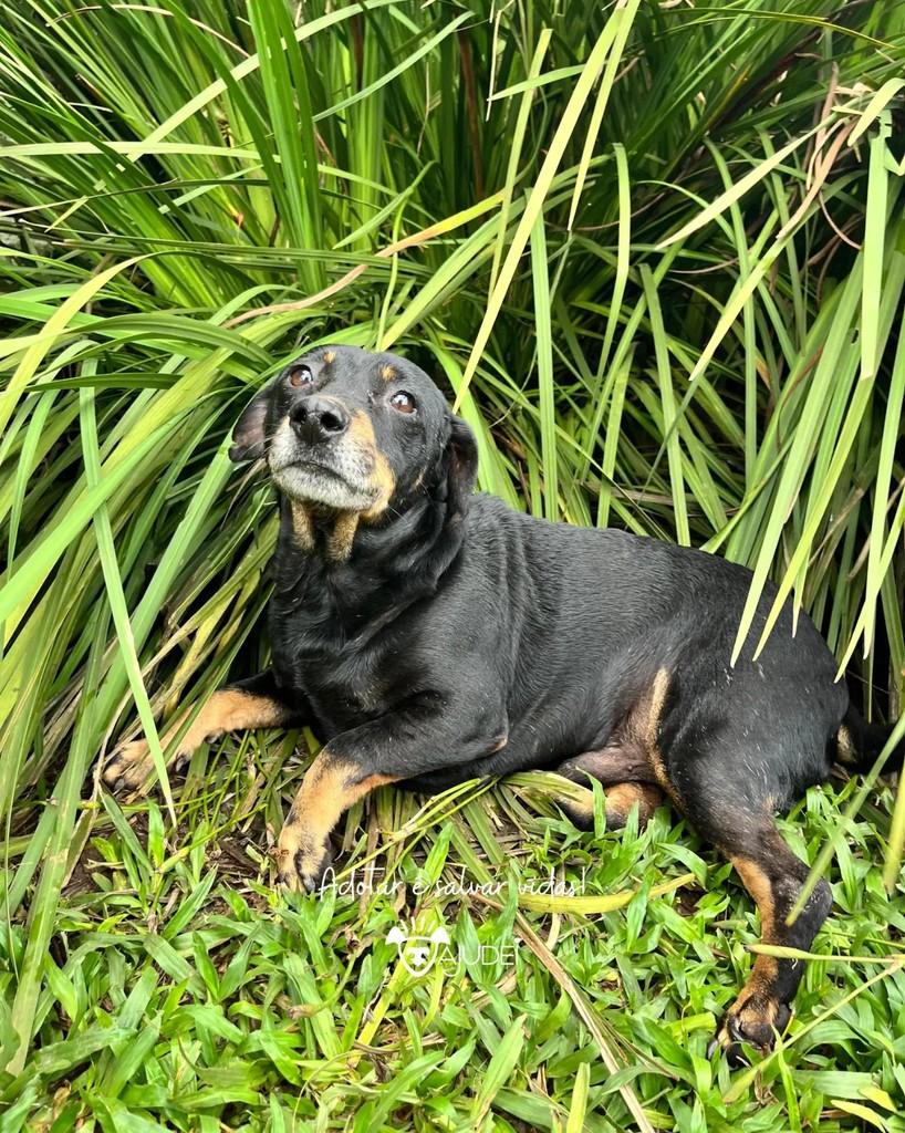 Wagner, cachorro de porte pequeno para adoção em Curitiba - PR — foto 5 de 9