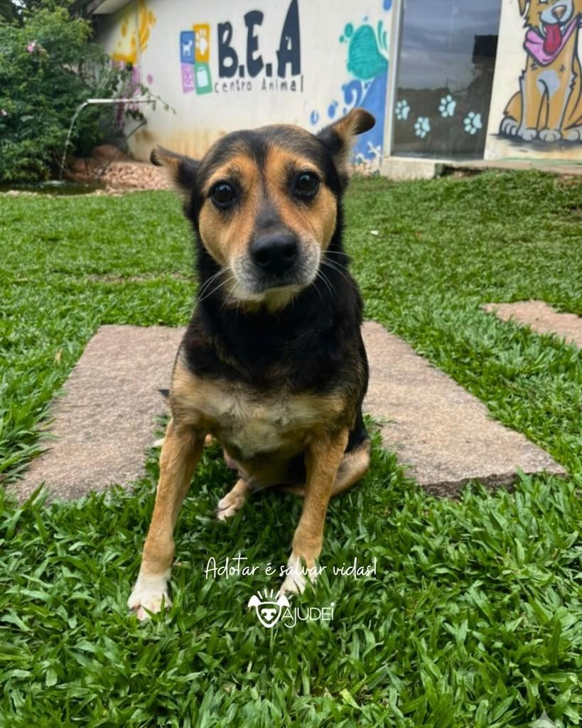 Gordinha, cadela de porte médio para adoção em Curitiba - PR — foto 3 de 3