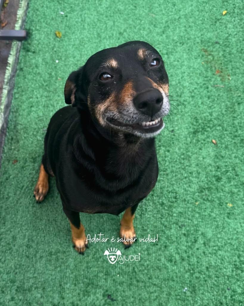 Fifi, cadela de porte médio para adoção em Curitiba - PR