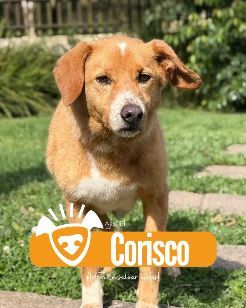 Corisco, cachorro de porte médio para adoção em Curitiba - PR