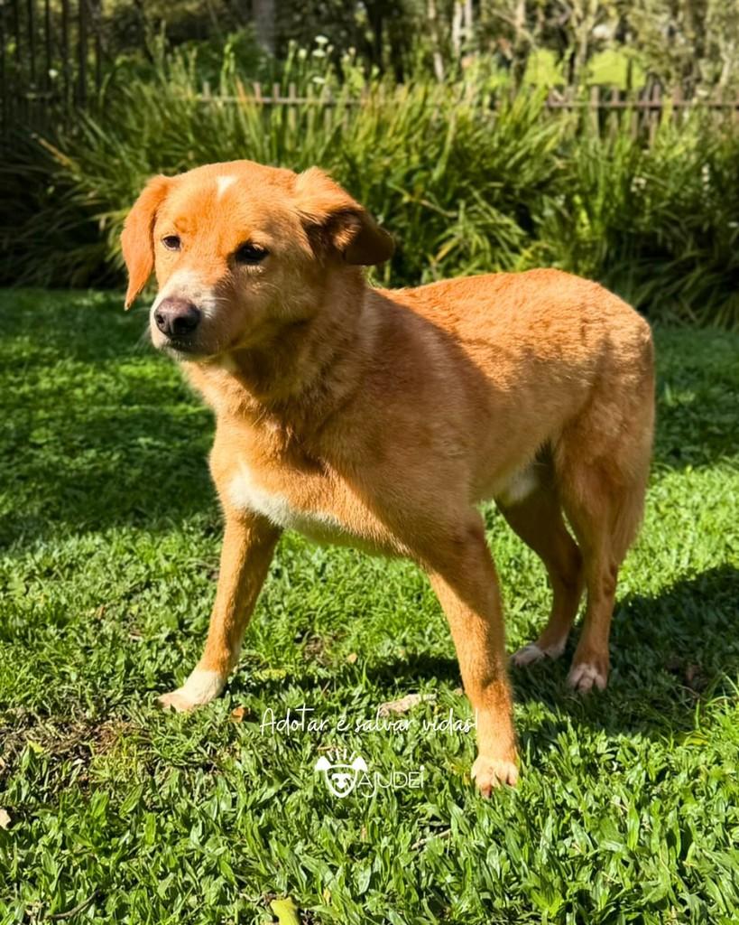 Corisco, cachorro de porte médio para adoção em Curitiba - PR — foto 2 de 6