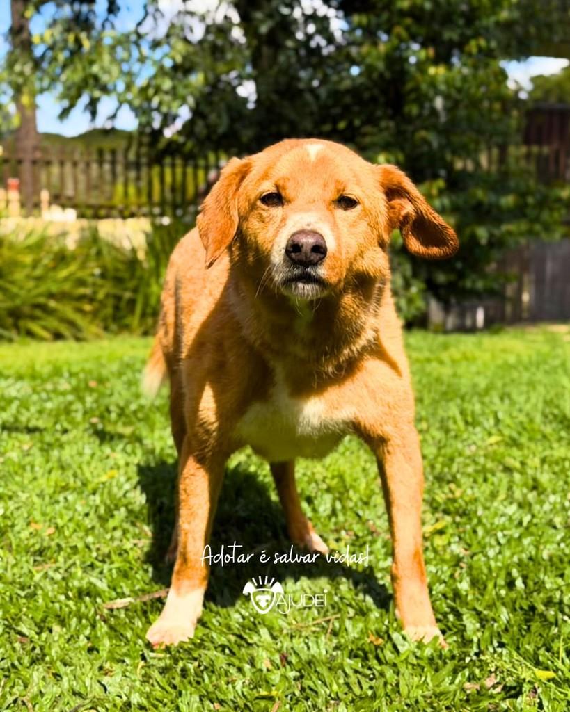 Corisco, cachorro de porte médio para adoção em Curitiba - PR — foto 3 de 6