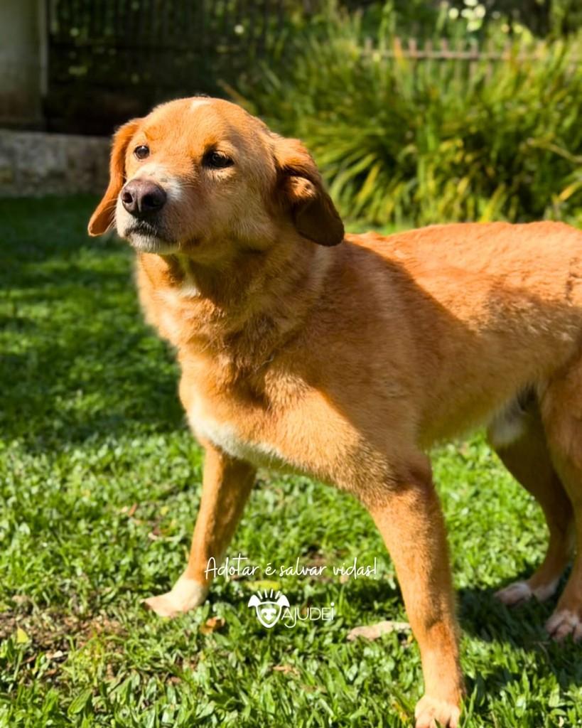 Corisco, cachorro de porte médio para adoção em Curitiba - PR — foto 4 de 6