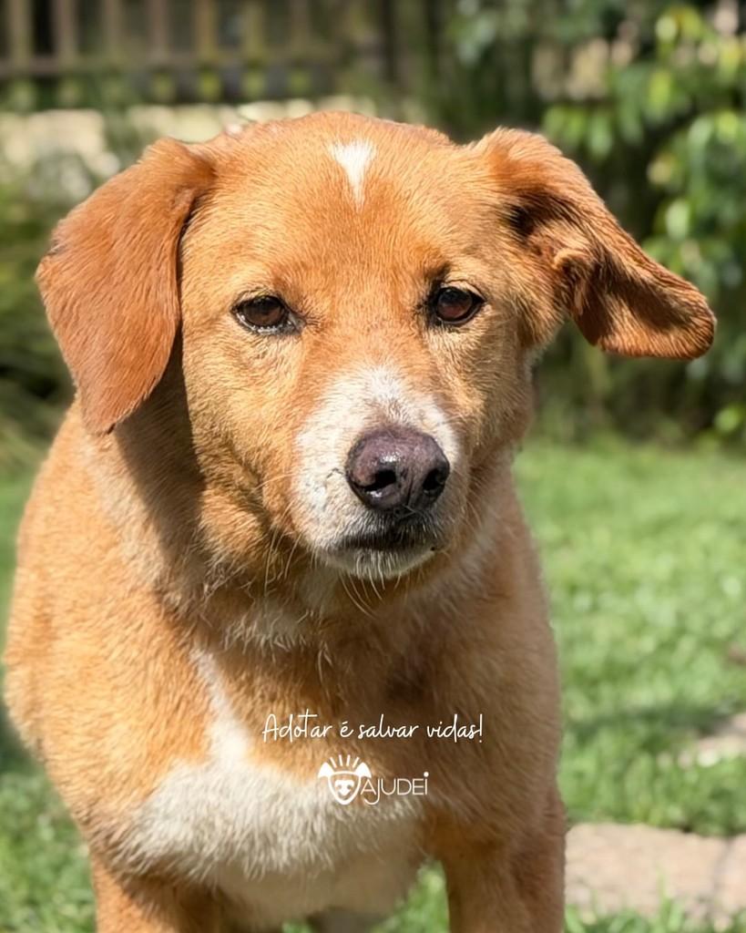 Corisco, cachorro de porte médio para adoção em Curitiba - PR — foto 5 de 6