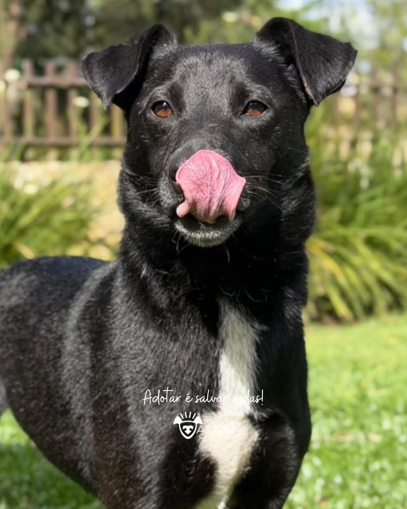 Biu, cachorro de porte médio para adoção em Curitiba - PR