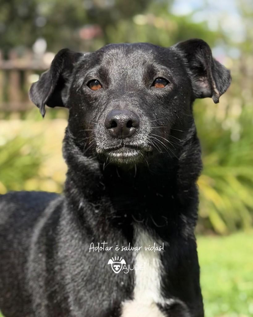 Biu, cachorro de porte médio para adoção em Curitiba - PR — foto 2 de 3