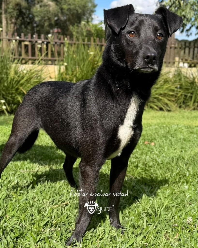 Biu, cachorro de porte médio para adoção em Curitiba - PR — foto 3 de 3