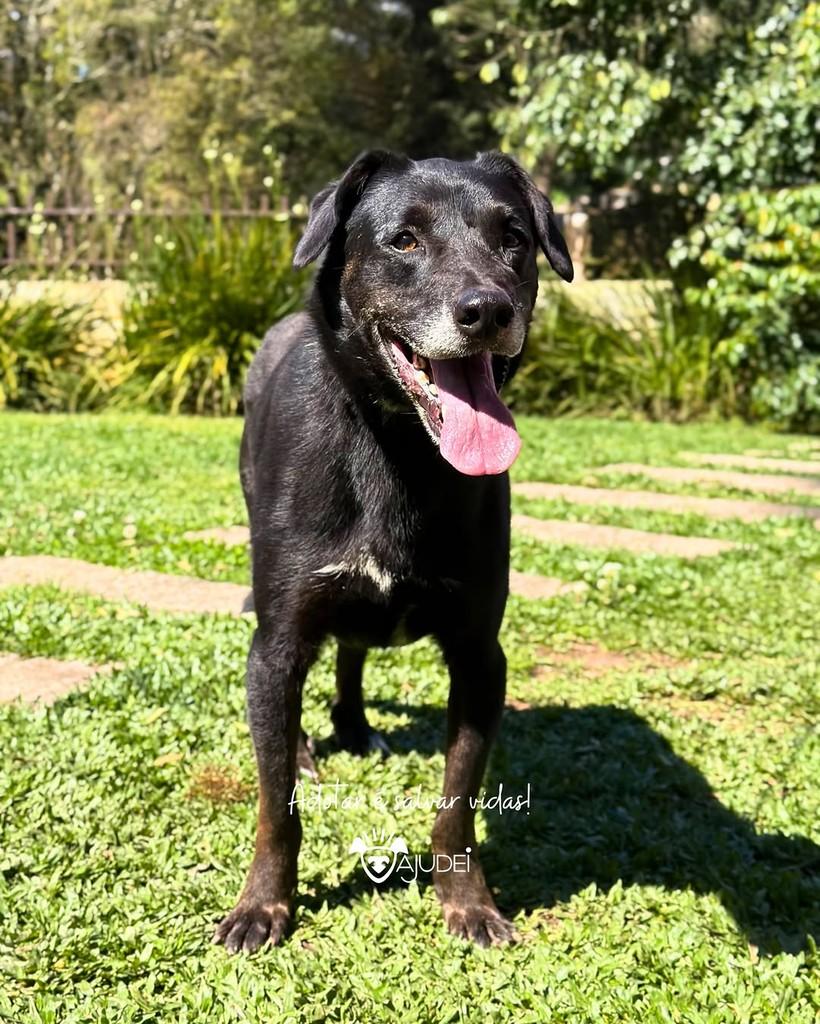 Dado, cachorro de porte médio para adoção em Curitiba - PR