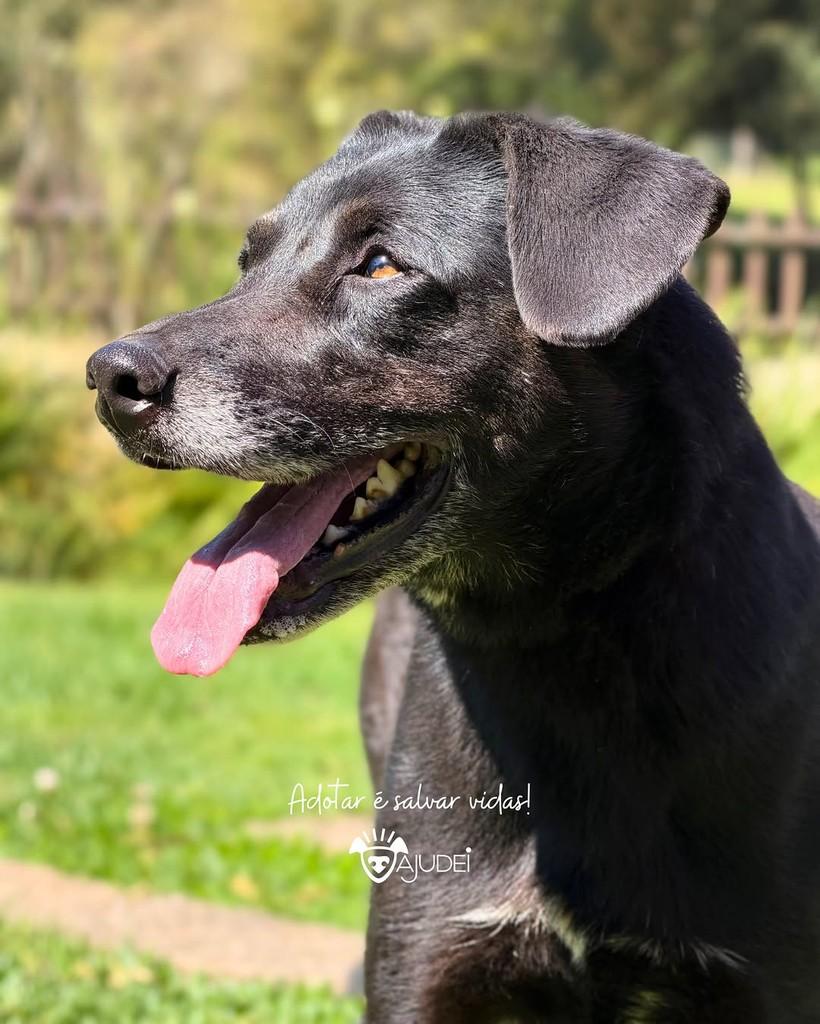 Dado, cachorro de porte médio para adoção em Curitiba - PR — foto 2 de 5