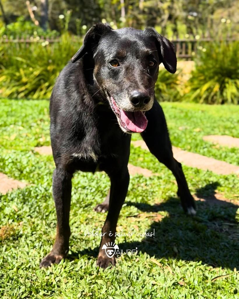 Dado, cachorro de porte médio para adoção em Curitiba - PR — foto 3 de 5