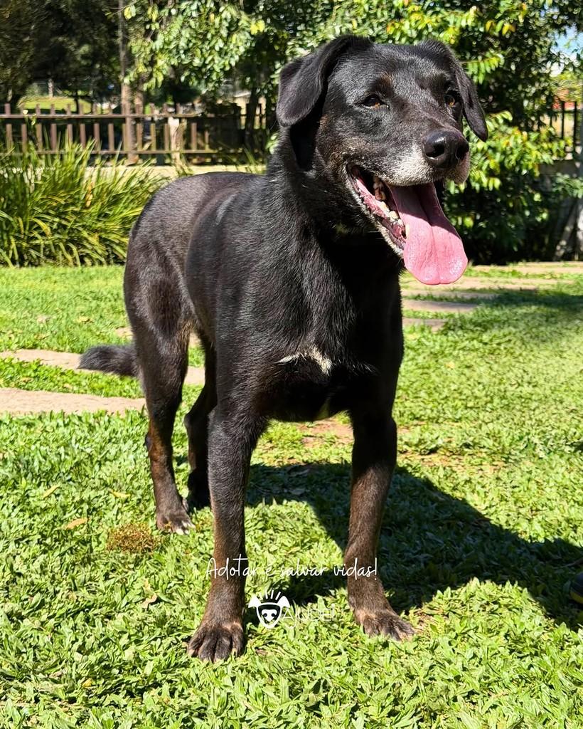 Dado, cachorro de porte médio para adoção em Curitiba - PR — foto 5 de 5