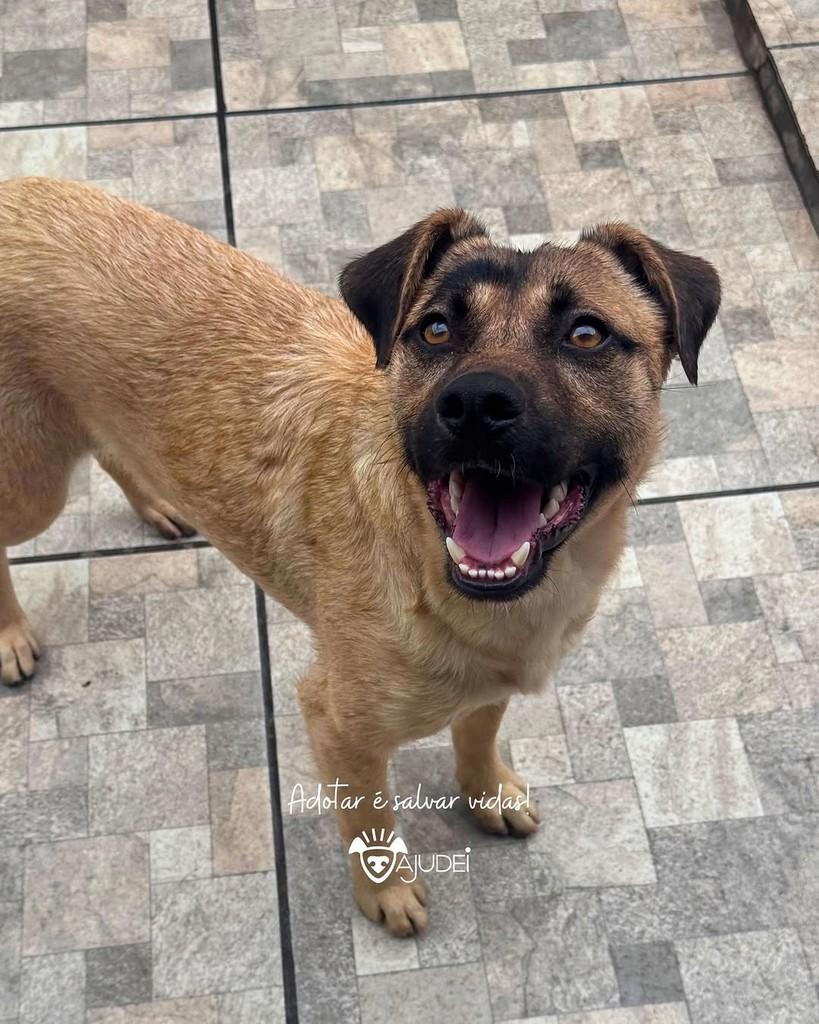 Jubileu, cachorro de porte médio para adoção em Curitiba - PR