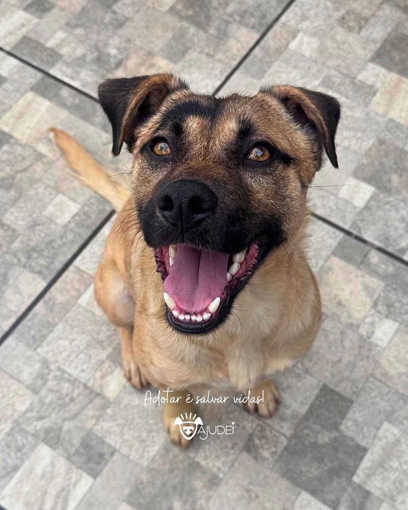 Jubileu, cachorro de porte médio para adoção em Curitiba - PR — foto 2 de 3