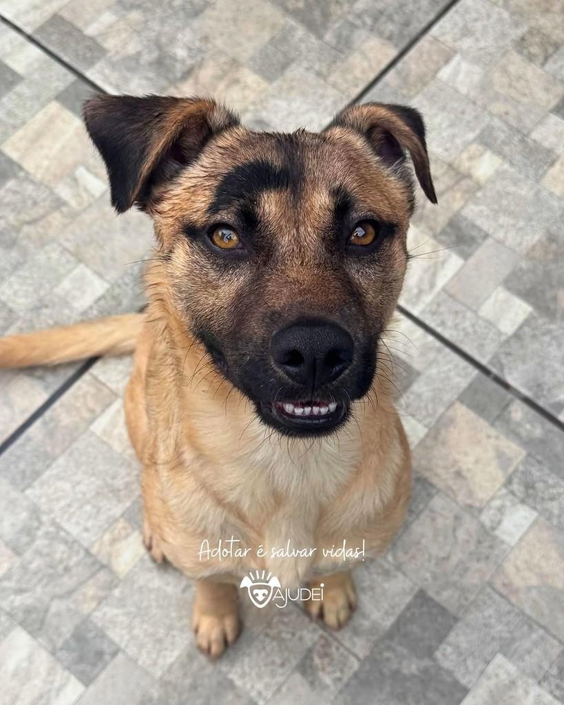 Jubileu, cachorro de porte médio para adoção em Curitiba - PR — foto 3 de 3