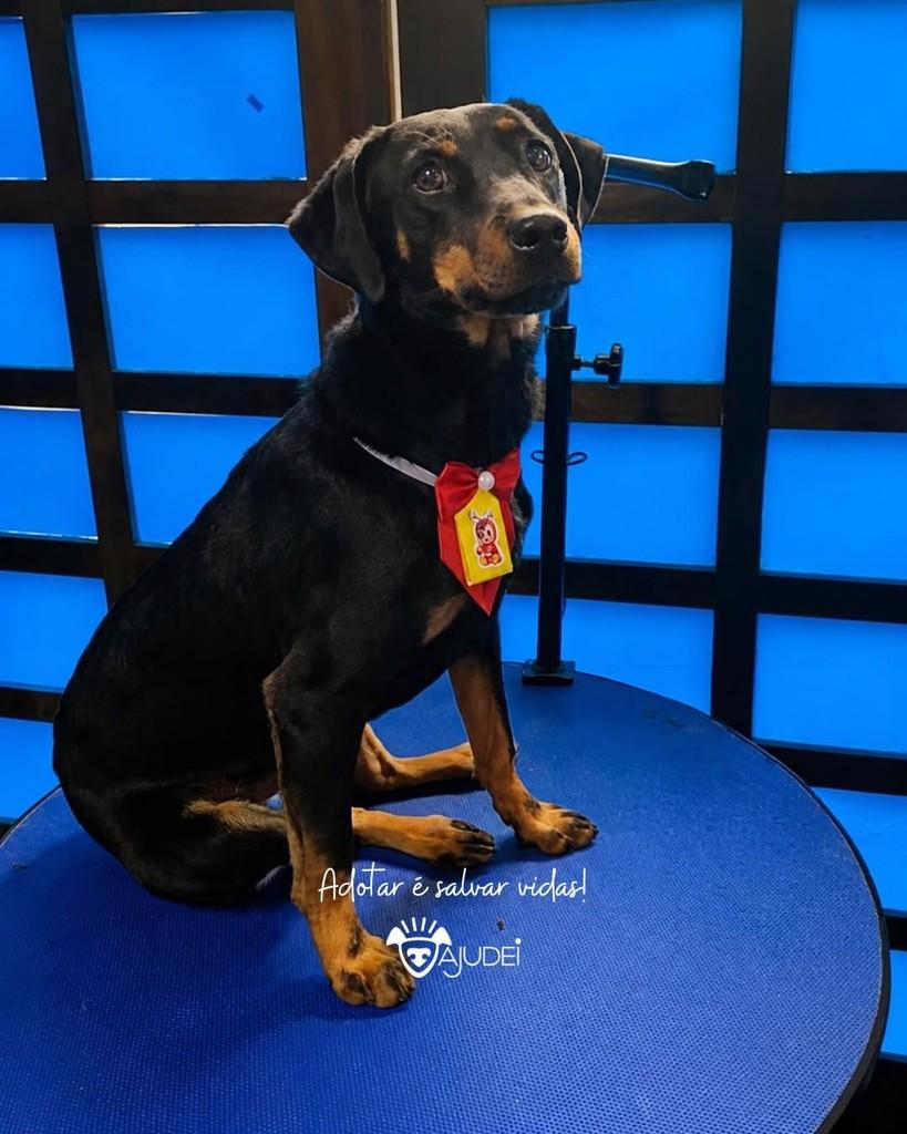 Claudinho, cachorro de porte médio para adoção em Curitiba - PR