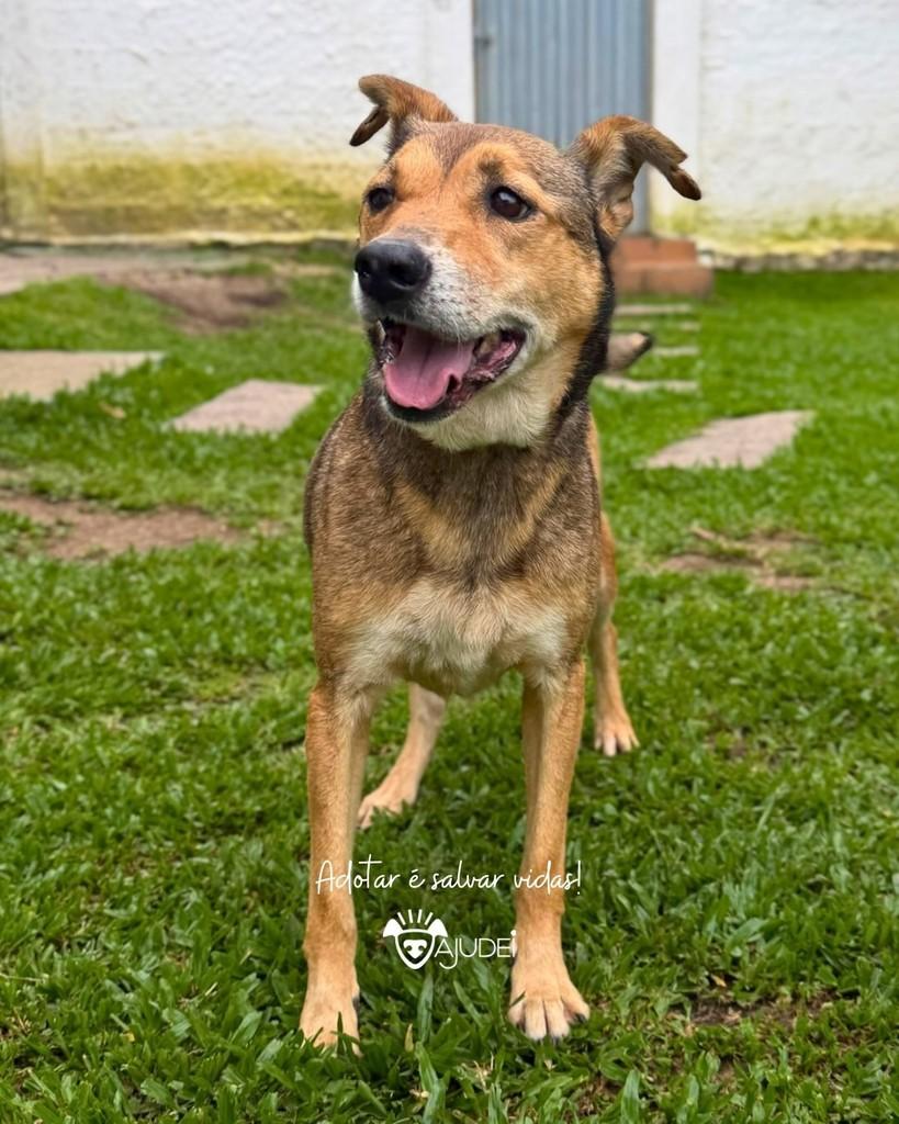 Docinho, cadela de porte médio para adoção em Curitiba - PR — foto 2 de 3