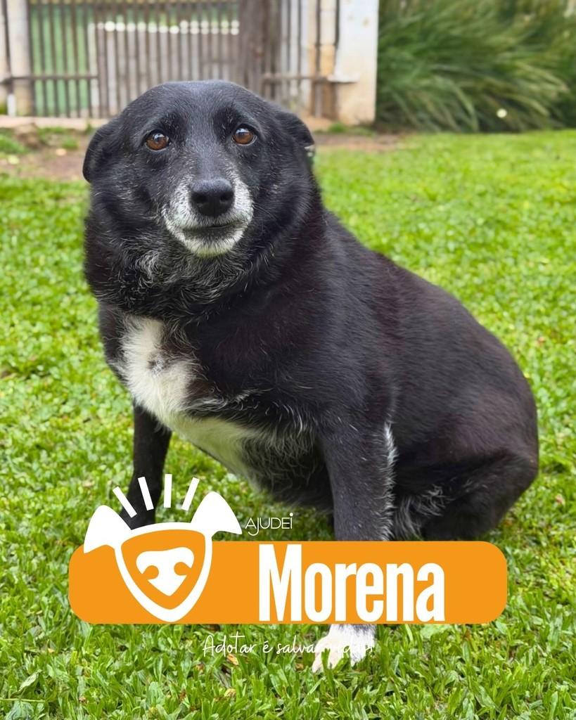 Morena, cadela de porte médio para adoção em Curitiba - PR