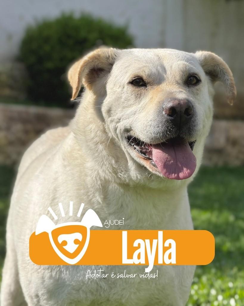 Layla, cadela de porte grande para adoção em Curitiba - PR