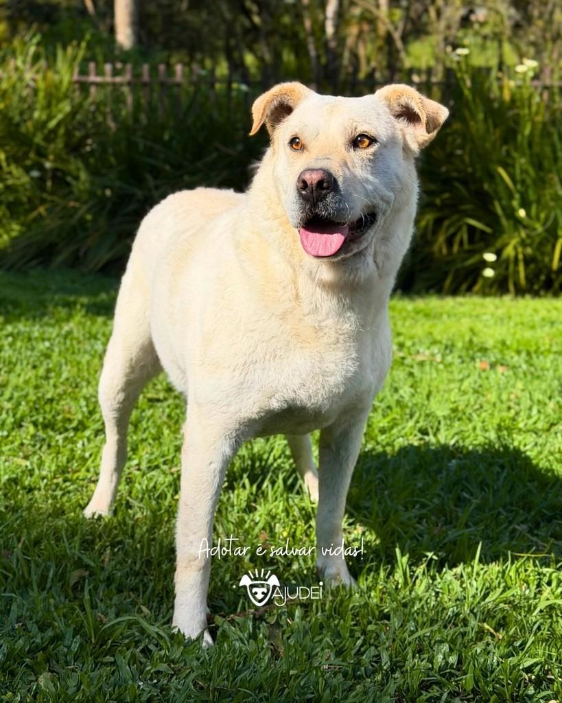 Layla, cadela de porte grande para adoção em Curitiba - PR — foto 2 de 4