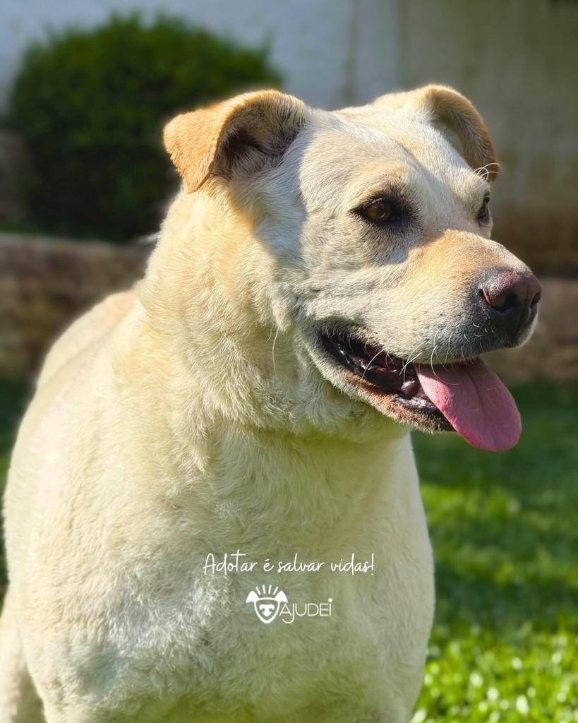 Layla, cadela de porte grande para adoção em Curitiba - PR — foto 3 de 4