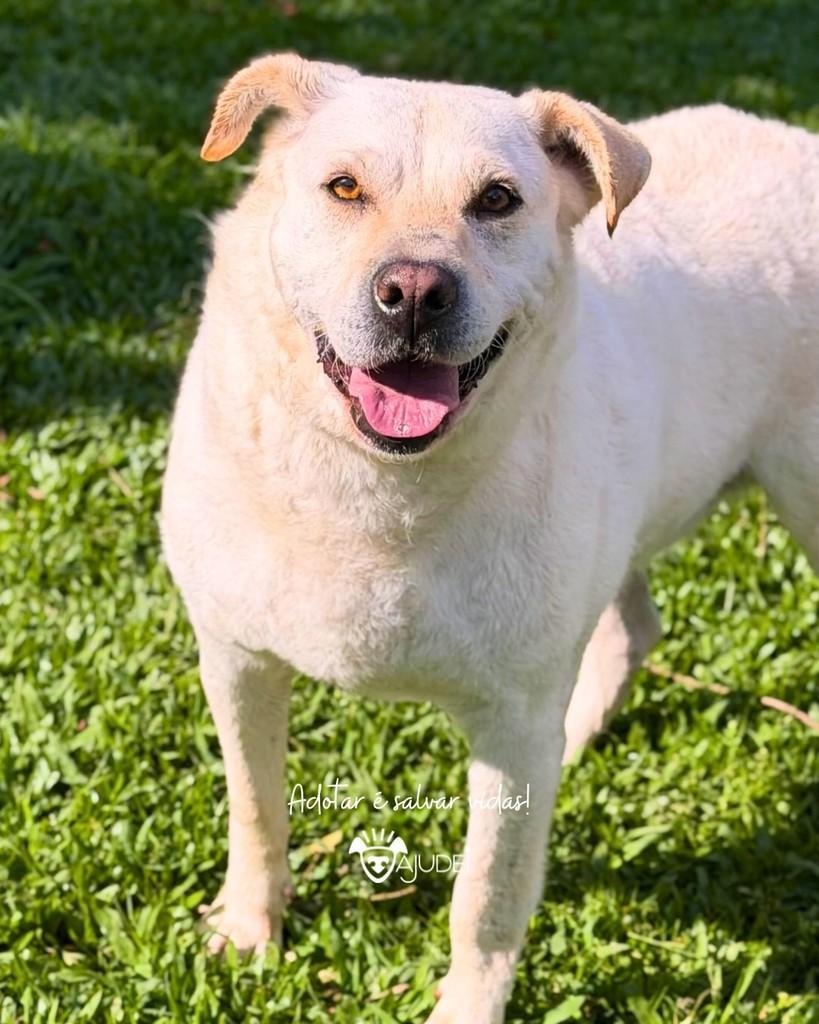 Layla, cadela de porte grande para adoção em Curitiba - PR — foto 4 de 4