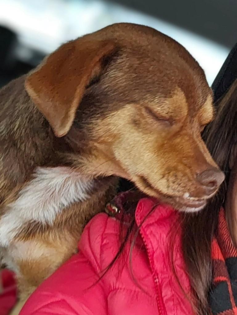 Buck, cachorro de porte pequeno para adoção em Lages - SC