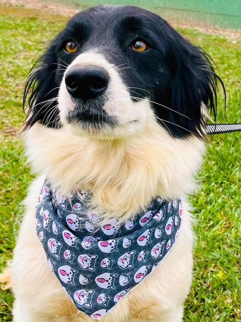 Batman, cachorro de porte médio para adoção em Lages - SC